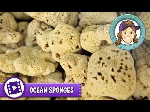 What are Kitchen Sponges Made Of: Surprising Materials Revealed
