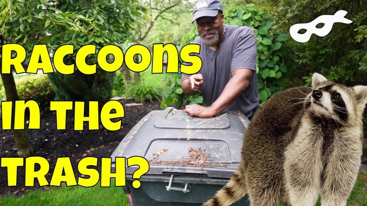 How to Keep Raccoons Out of Trash Cans: Proven Solutions