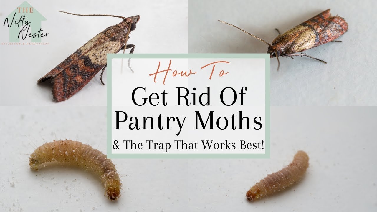 How to Get Rid of Moths in the Kitchen: Fast & Easy Solutions