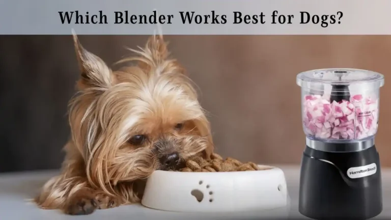 Small Blender for Dog Food