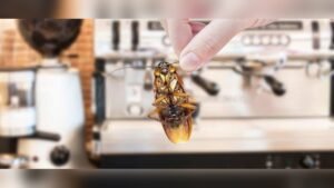 How to Keep Roaches Out of Coffee Maker