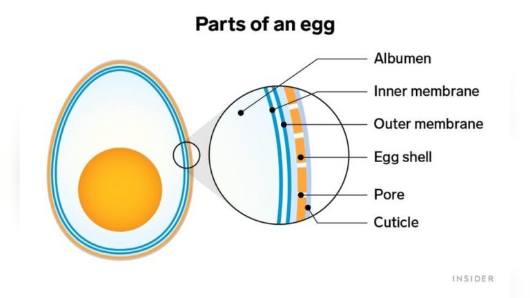 Do Eggs Need to Be Refrigerated​