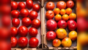 Should You Refrigerate Tomatoes​