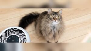 Do Air Purifiers Help With Allergies