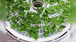How to Dehydrate Parsley in Food Dehydrator