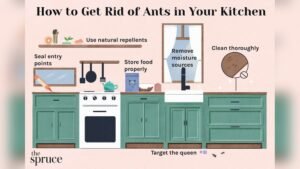 How to Get Rid of Ants in Kitchen