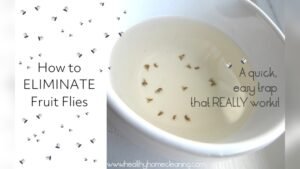 How to Get Rid of Fruit Flies in Kitchen​