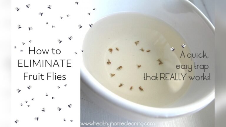 How to Get Rid of Fruit Flies in Kitchen​