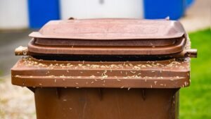 How to Get Rid of Maggots in Trash Can