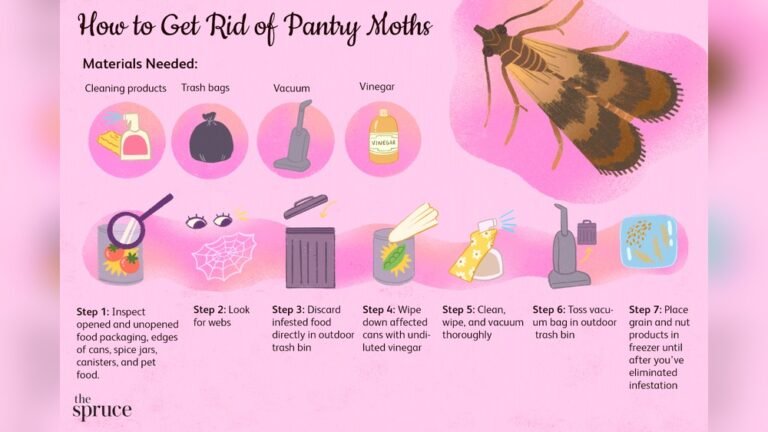 How to Get Rid of Moths in the Kitchen