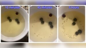 How to Rid of Gnats in the Kitchen